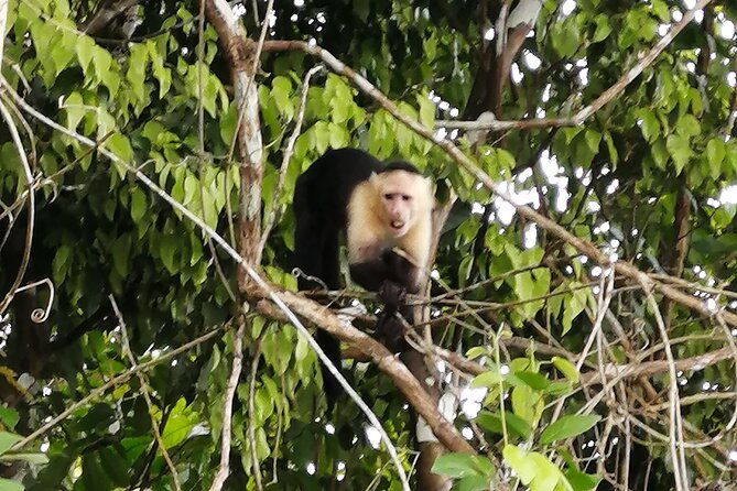 gatun-lake-and-rain-forest-tour