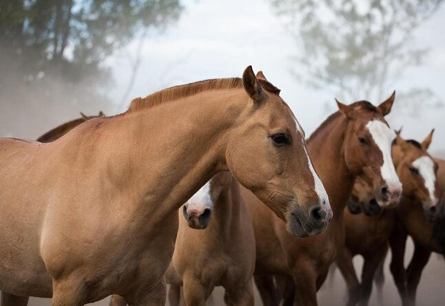 gaucho-experience-a-day-trip-to-don-silvano-ranch