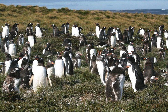 gentoo-penguins-at-berthas-beach-guided-tour-from-stanley