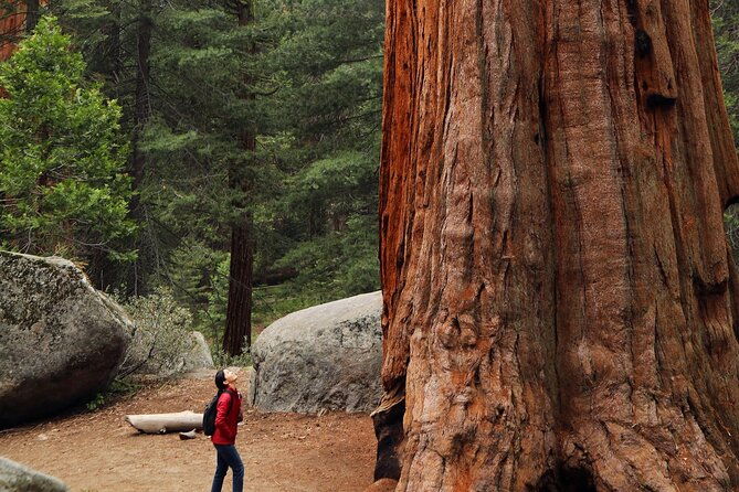giant-redwoods-tour-including-a-5-course-winery-lunch