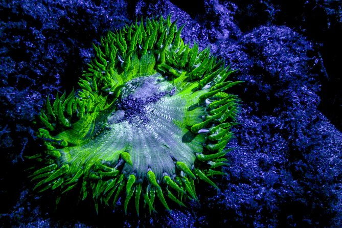 glow-night-diving