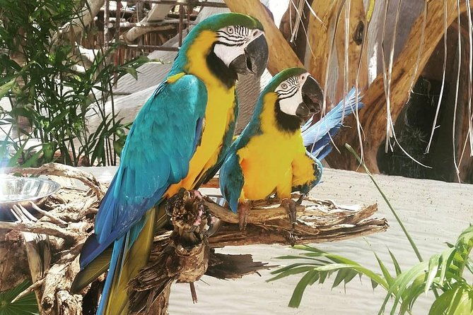 goodmans-tour-to-the-sanctuary-of-rescued-wild-animals
