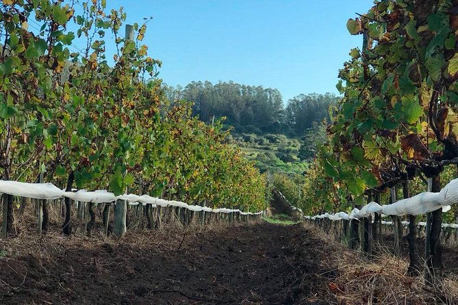 gourmet-picnic-at-vina-eden