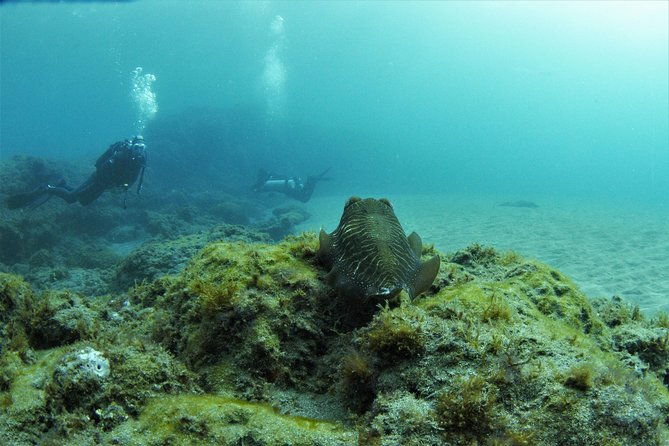 gran-canaria-3-days-6-dives-in-various-locations