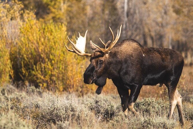 grand-teton-and-its-wildlife-private-guided-tour-2