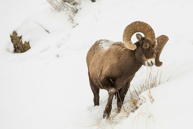 grand-teton-private-winter-tour-2