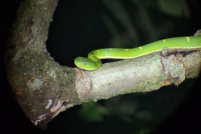 group-guided-night-walking-tour-in-monteverde