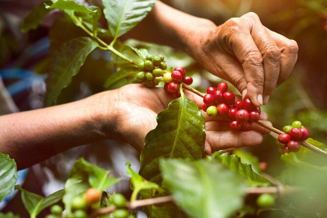 guatape-tour-boat-ride-coffee-tour-best-experience