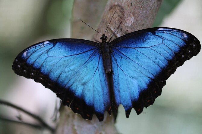guided-butterfly-conservatory-tour-in-costa-rica