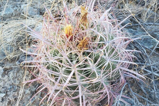 guided-desert-sunrise-or-evening-sunset-2-hour-hike-at-south-mtn-2