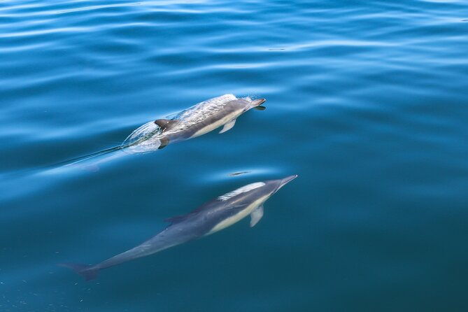 guided-dolphin-watching-in-the-arrabida-natural-park