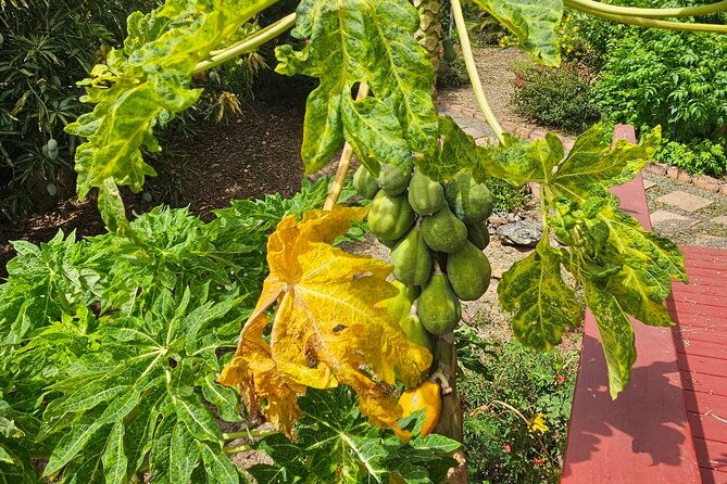 guided-farm-tour-with-local-treats-and-beach-experience