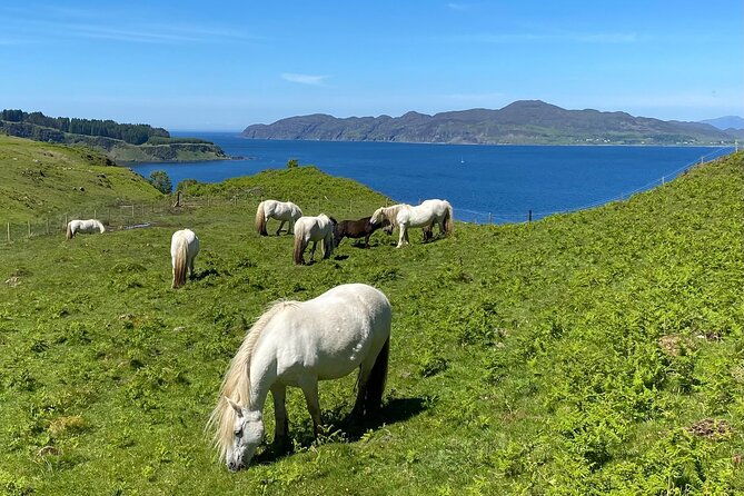 guided-hebridean-farm-hike-near-tobermory-isle-of-mull-scotland