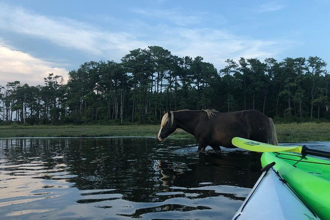 guided-kayak-tour-to-see-ponies-birds-dolphins-and-more