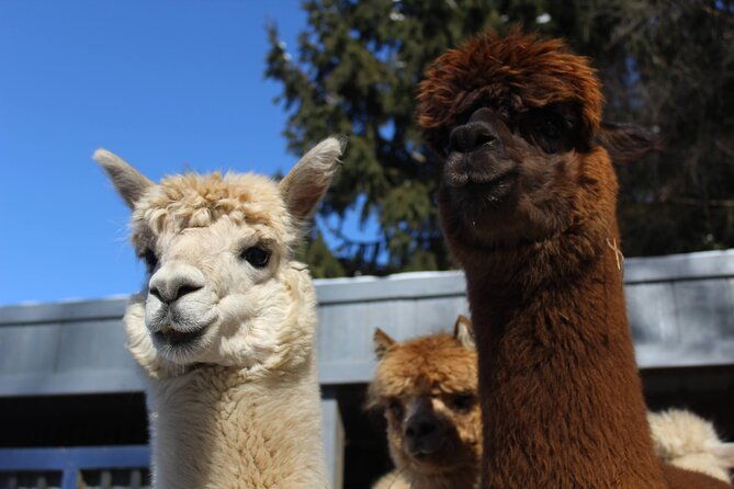 guided-lilymoore-alpaca-farm-tour-2