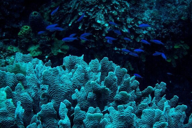 guided-night-snorkeling-in-roatan