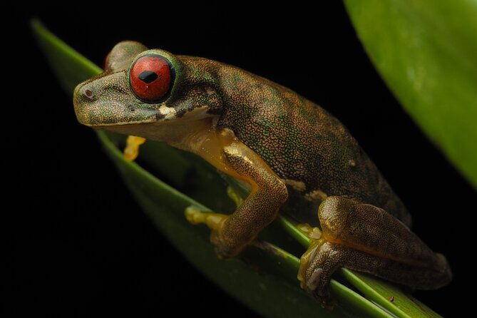 guided-night-walk-in-monteverde