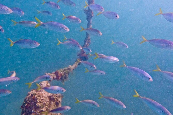 guided-snorkel-experience-free-videos-in-west-palm-beach