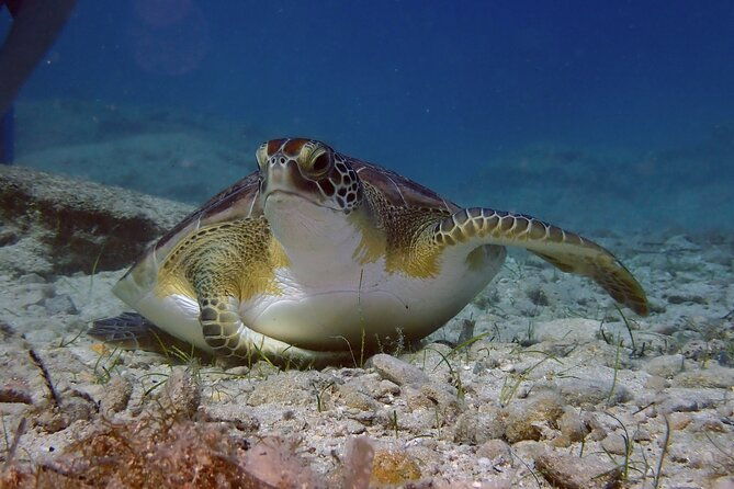 guided-snorkeling-trip-to-the-turtles-in-protaras