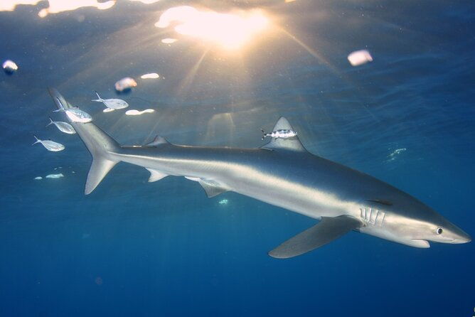 guided-swimming-experience-with-sharks-in-portugal-2