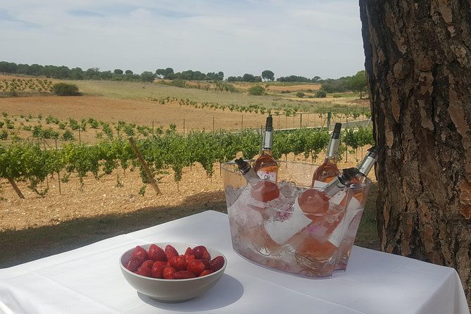 guided-tour-glass-in-hand-with-wine-tasting-directly-from-the-barrel