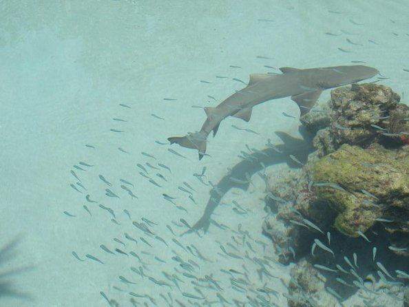 guided-tour-of-coral-world-ocean-park-happy-hour