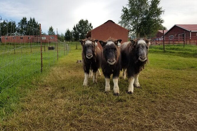 guided-tour-of-musk-ox-farm-scenic-drive-from-anchorage