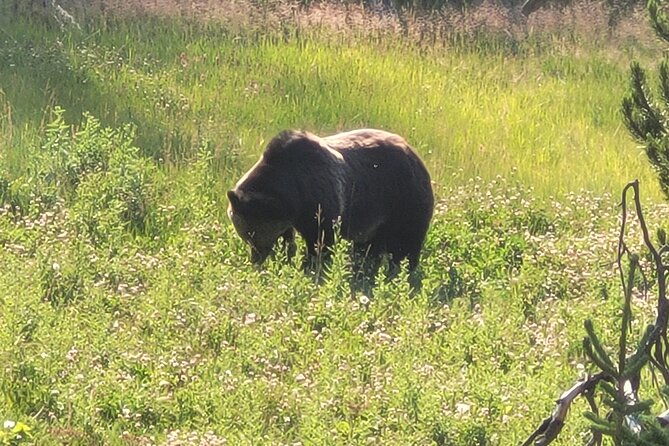 guided-upper-loop-of-yellowstone-tour-from-cody-wy-2