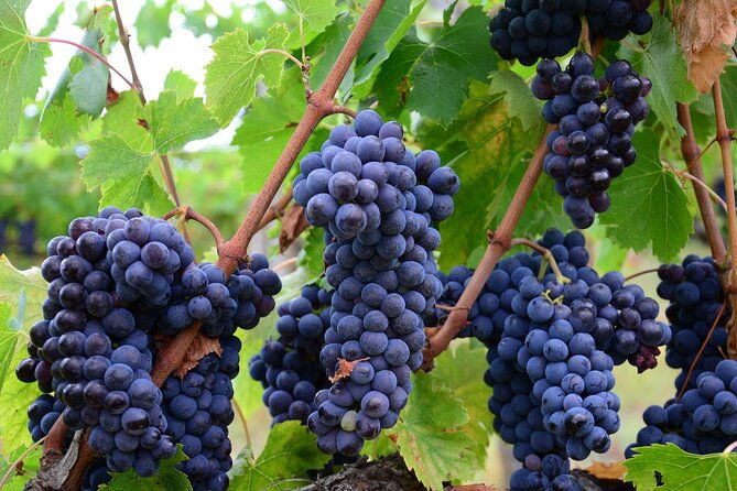 guided-wine-tour-through-the-niagara-wine-trail-2