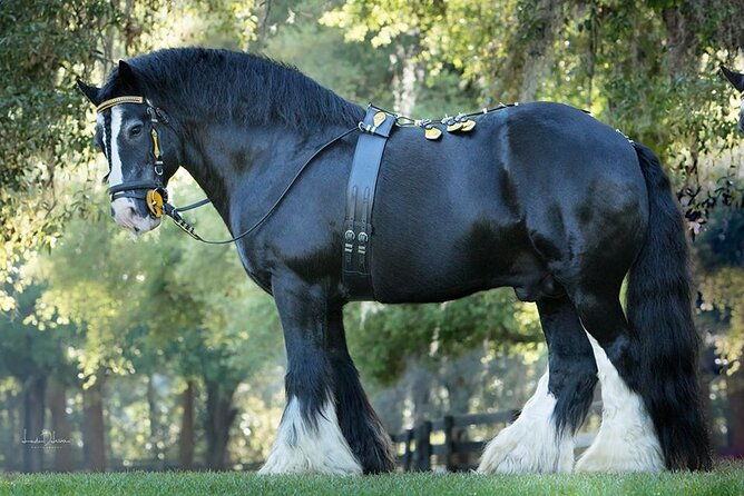 gypsy-gold-horse-farm-walking-tour-2