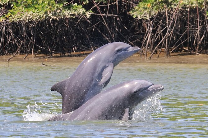 half-day-dolphin-and-bird-watching-in-the-mangrove-forest-of-puerto-del-morro