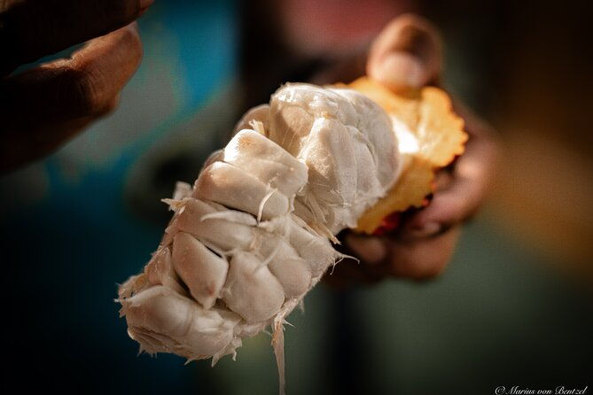 half-day-of-cooking-and-chocolate-at-cocoa-farm-from-guayaquil