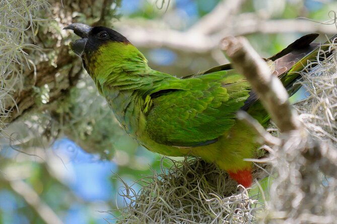 half-day-private-bird-tour-of-fort-de-soto-park-in-st-petersburg-2-person-max