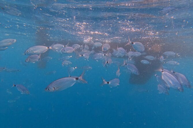 half-day-private-sailing-experience-in-pula