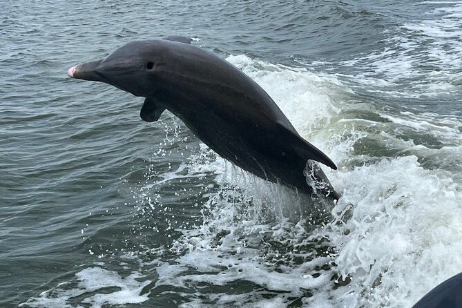 half-day-private-shelling-dolphin-ecotour-in-10-000-island-marco