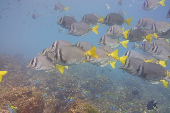 half-day-snorkeling-experience-in-tamarindo