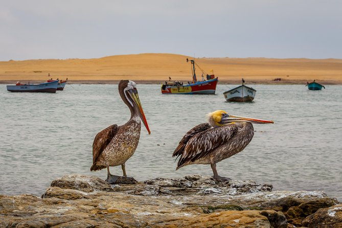 half-day-tour-of-paracas-national-reserve-from-san-martin-port