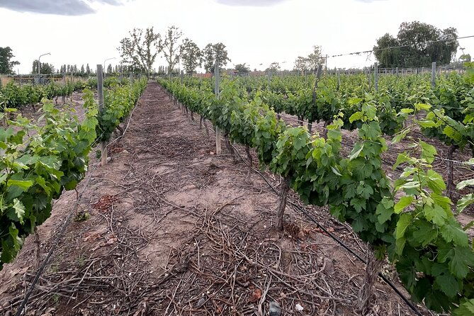 half-day-winery-tour