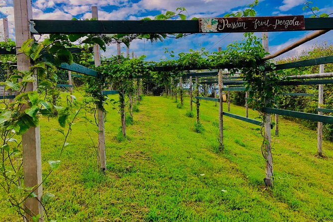 hamakua-coast-farm-small-group-walking-and-tasting-tour