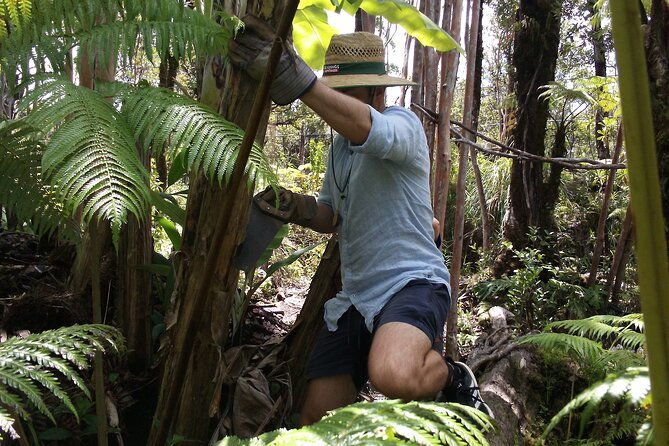 hawaiian-rainforest-banana-cultivation-experience