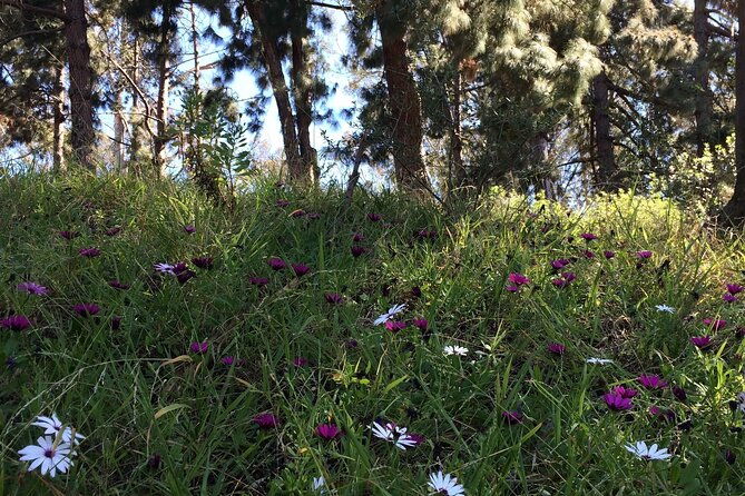 hidden-nature-walks-in-the-city-private-tour
