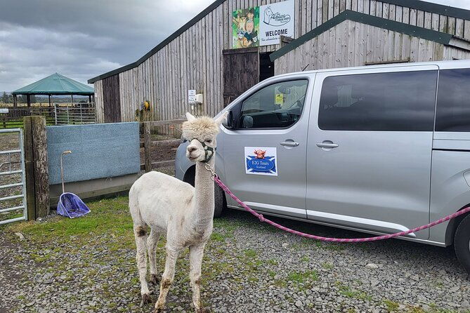 highland-cows-walk-alpacas-visit-a-scottish-wildlife-centre