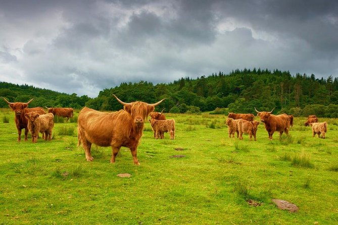 highlights-of-scotland-private-day-tour-with-scottish-local