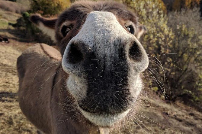 hiking-with-donkeys