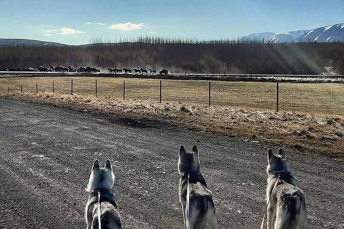 hiking-with-husky-in-akureyri-private