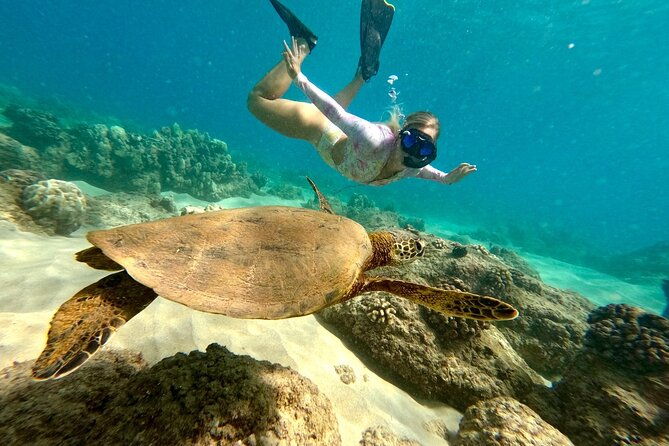 hilo-sea-turtle-snorkel-adventure-2