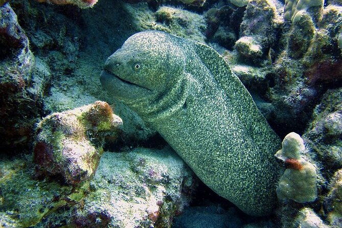 hilos-remote-tropical-reef-2-tank-boat-dive