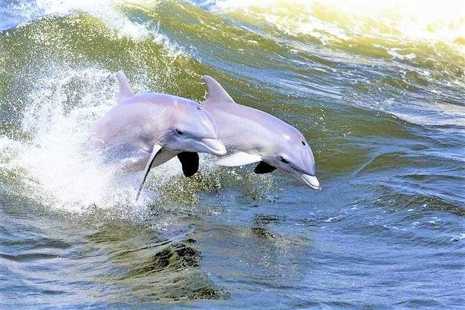 hilton-head-island-dolphin-watching-nature-cruise