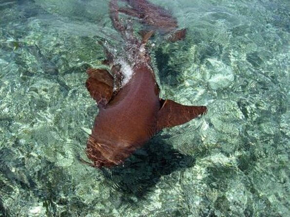 hol-chan-marine-reserve-snorkel-tour-on-the-40-sirena-azul-sailboat