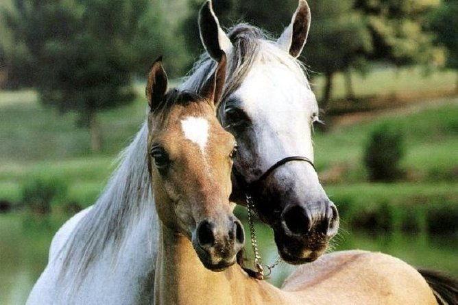 horse-riding-small-group-near-lucca